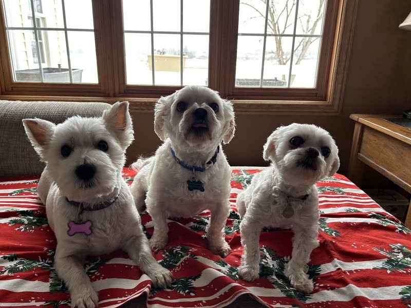 Three freshly groomed small white dogs sitting in a row on a red patterned blanket by a bright window