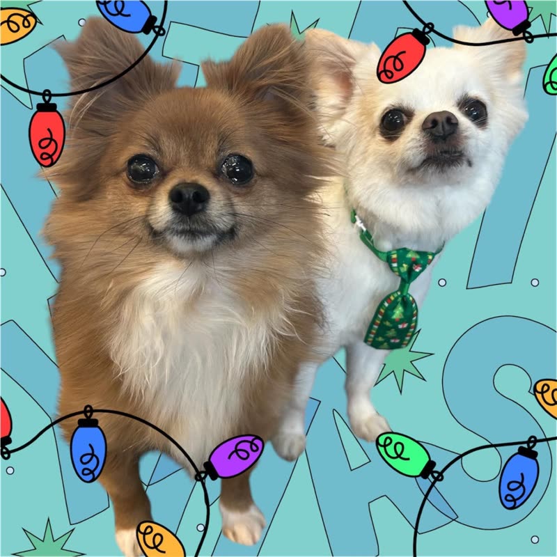Two small groomed dogs, a tan Pomeranian type and a white flat-faced dog in a green tie, against a festive lights backdrop