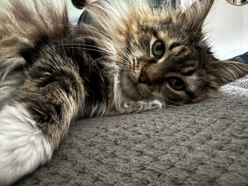 A fluffy Maine Coon type tabby lying stretched out on the carpet, close to camera