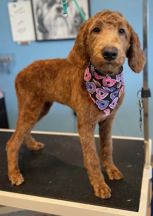A freshly groomed red goldendoodle in a pink bandana standing on the grooming table