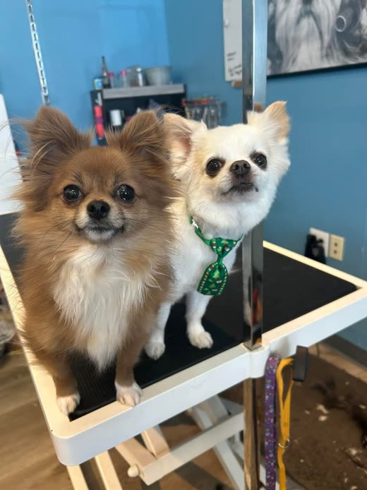 Two small groomed dogs on the salon grooming table, one in a green tie bandana
