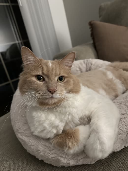 A cream and white long-haired cat curled up in a round grey plush bed