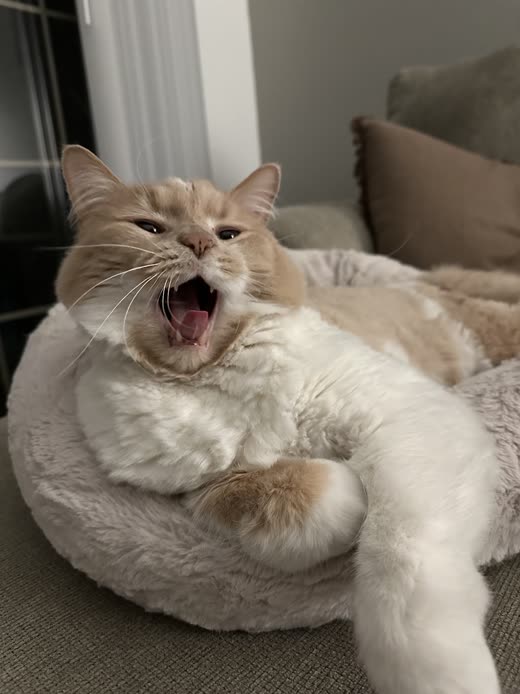 The cream and white cat mid-yawn in its pet bed