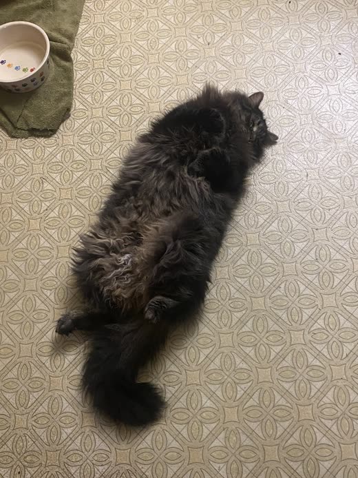 A long-haired black cat stretched out flat on a tiled floor, seen from above